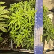 Tropicana Cookie Auto