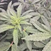 FF MixPack MarsHydro SpiderFarmer