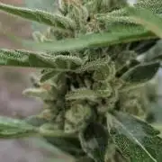 First attempt at autoflower.