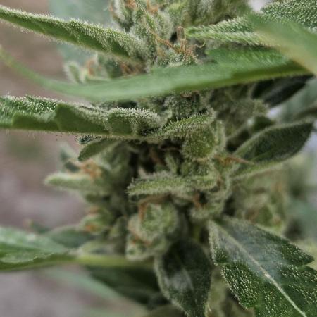 First attempt at autoflower.