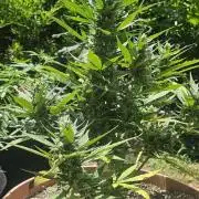 Second attempt at Autos