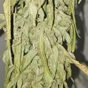 First attempt at autoflower.