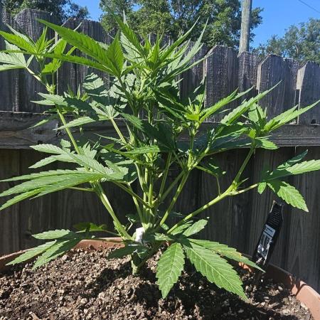 Second attempt at Autos