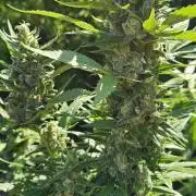 Second attempt at Autos