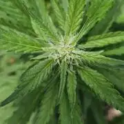 Second attempt at Autos