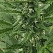 Second attempt at Autos