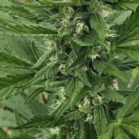 Second attempt at Autos