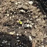 Lemon Cherry Gelato Auto #3