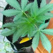 First Time - Amnesia Jelly Auto Outdoors