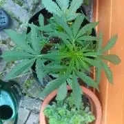 First Time - Amnesia Jelly Auto Outdoors