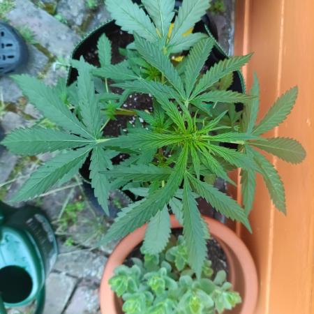 First Time - Amnesia Jelly Auto Outdoors