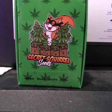 Blackberry Moonrocks - grow 10