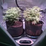 Blackberry Moonrocks - grow 10