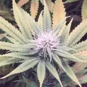 Blackberry Moonrocks - grow 10