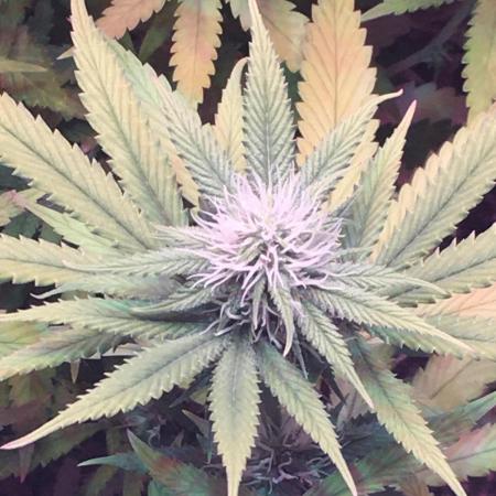 Blackberry Moonrocks - grow 10