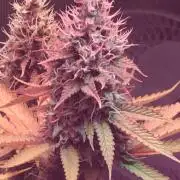 Blackberry Moonrocks - grow 10