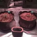 Blackberry Moonrocks - grow 10