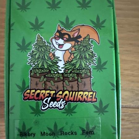 Blackberry Moonrocks - grow 10