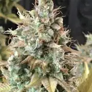 Blackberry Moonrocks - grow 10