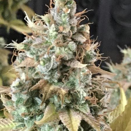 Blackberry Moonrocks - grow 10