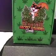 Blackberry Moonrocks - grow 10