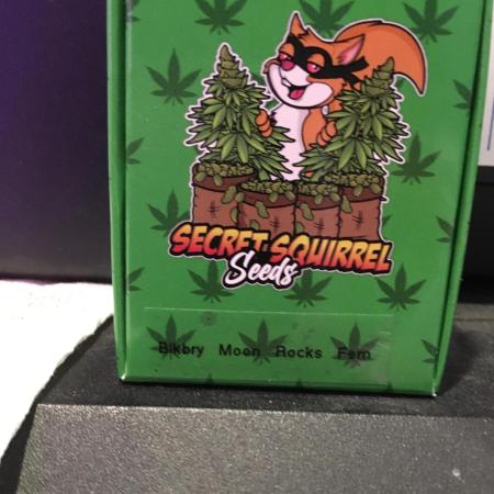 Blackberry Moonrocks - grow 10