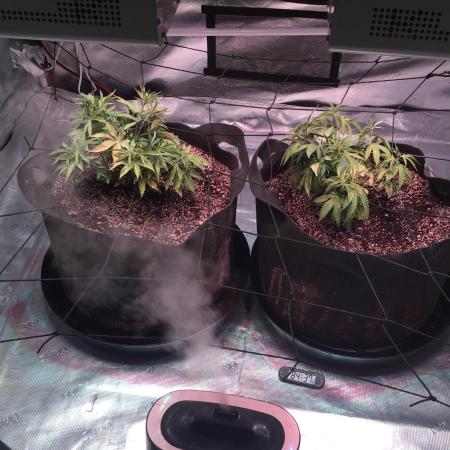 Blackberry Moonrocks - grow 10