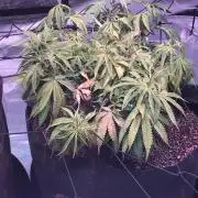 Blackberry Moonrocks - grow 10