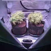 Blackberry Moonrocks - grow 10