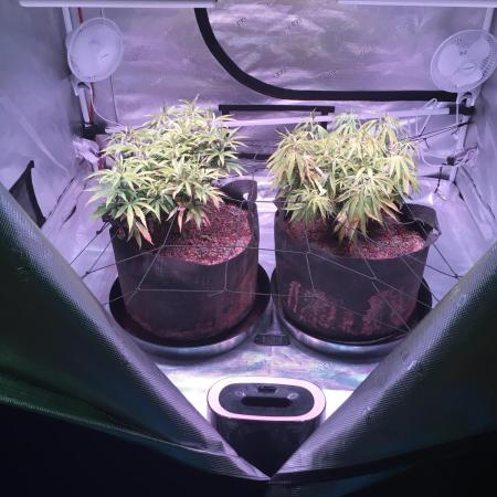 Blackberry Moonrocks - grow 10