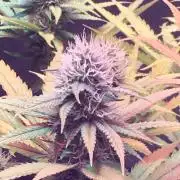 Blackberry Moonrocks - grow 10