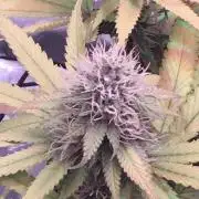 Blackberry Moonrocks - grow 10