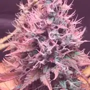 Blackberry Moonrocks - grow 10