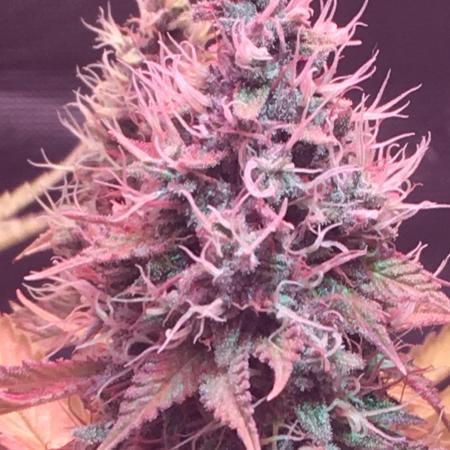 Blackberry Moonrocks - grow 10