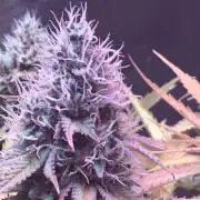 Blackberry Moonrocks - grow 10