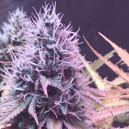 Blackberry Moonrocks - grow 10