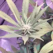 Blackberry Moonrocks - grow 10