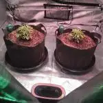 Blackberry Moonrocks - grow 10