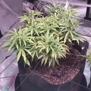 Blackberry Moonrocks - grow 10