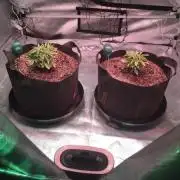 Blackberry Moonrocks - grow 10