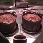 Blackberry Moonrocks - grow 10