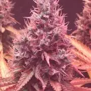 Blackberry Moonrocks - grow 10