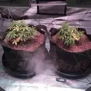 Blackberry Moonrocks - grow 10