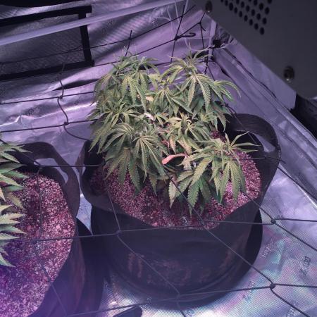 Blackberry Moonrocks - grow 10