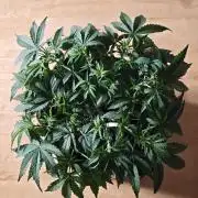 Pineapple Express F1 Auto