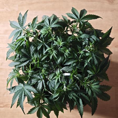 Pineapple Express F1 Auto
