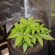 Pineapple Express F1 Auto
