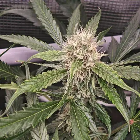 Pineapple Express F1 Auto