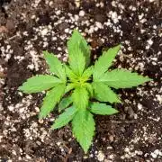 Pineapple Express F1 Auto
