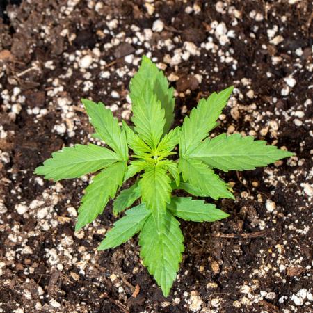Pineapple Express F1 Auto